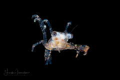 Crab Larva