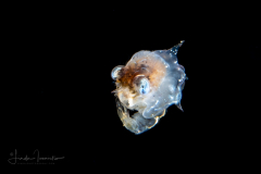 Crab Megalopa