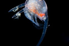 Crab Megalopa