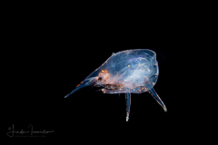 Crab Megalopa