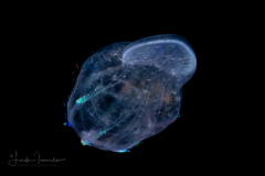 Ctenophore - Beroida - Beroe - Feeding