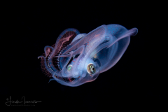 Diamond Squid