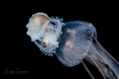 Paper Nautilus - Female - Argonaut - Argonautidae - Argonauta hians
