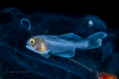 Glassfish - Amarsipus carlsbergi, Amarsipidae - In a Salp