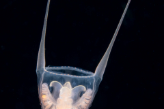 Hydromedusa - Anthoathecata - Pandeidae - Cirrhitiara superba ?