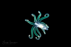 Pelagic Larval Stage of a Tube Anemone  - Arachnactidae