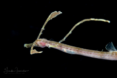 Pipefish - Possibly Trachyrhamphus bicoarctatus