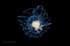 Sea Slug Larva - Pleurobranchaea brockii or Similar Species