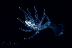 Sea Star Larva - Probably Bipinnaria of Luidia sarsi
