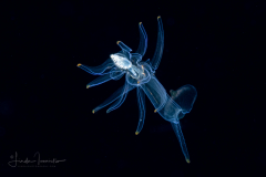 Sea Star Larva - Probably Bipinnaria of Luidia sarsi