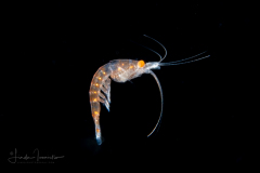 Shrimp