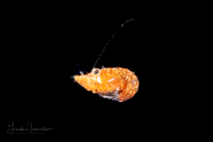 Shrimp