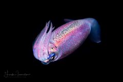 Squid