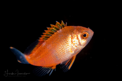 Anthias - Serranidae - Anthiinae - Pseudanthias sp.