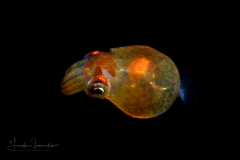 Tiny Squid Larva