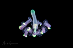 Tube Anemone Larva - Ceriantharia