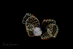 Veliger Larva of a Marine Gastropod - \"Sparkles\"