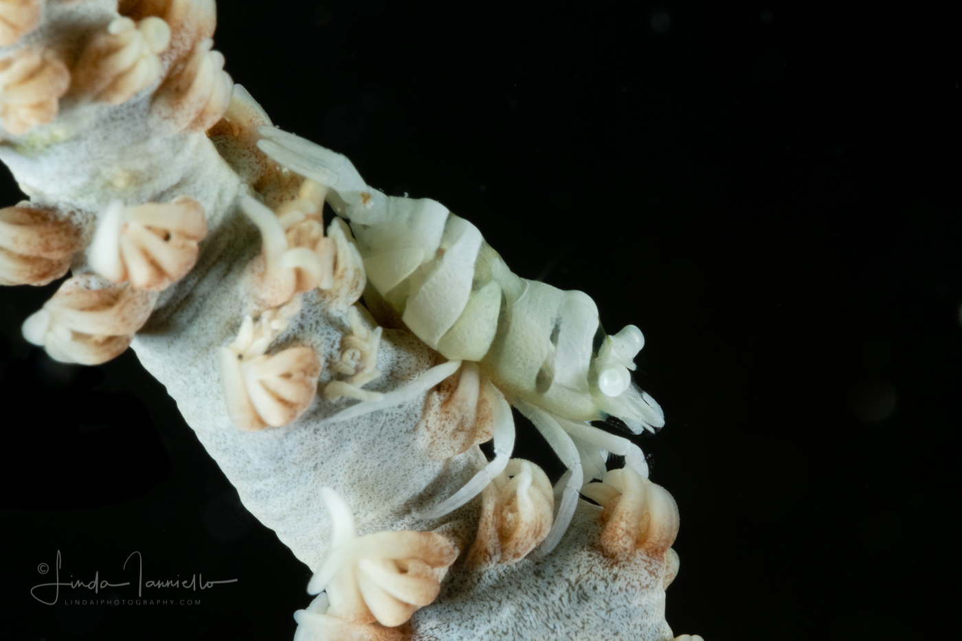 Anker's Whip Coral Shrimp - Pontonides ankeri