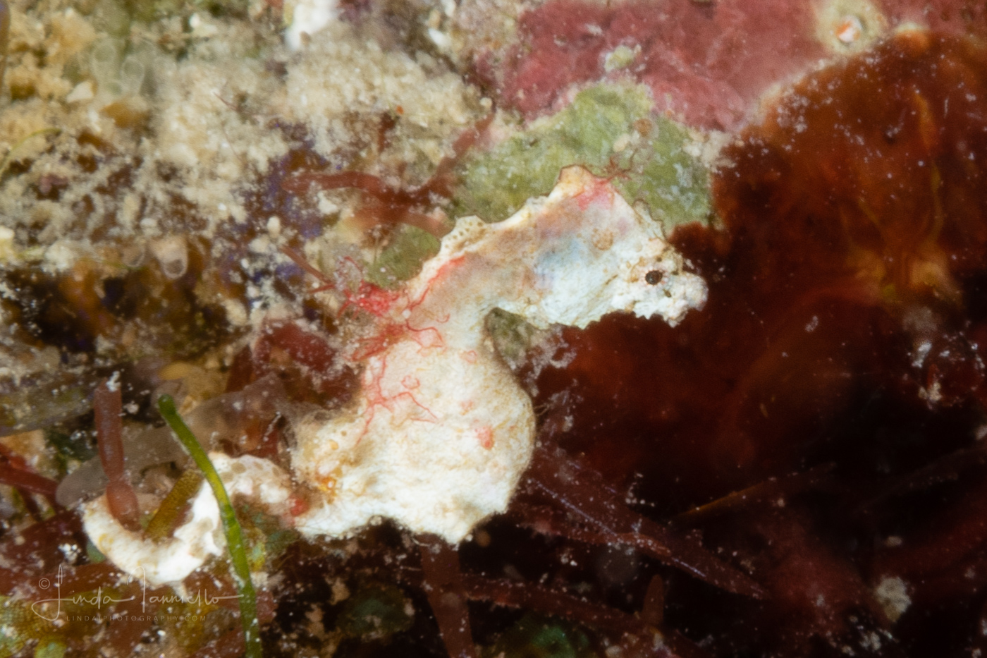 Pontohi's Pygmy Seahorse - Hippocampus pontohi