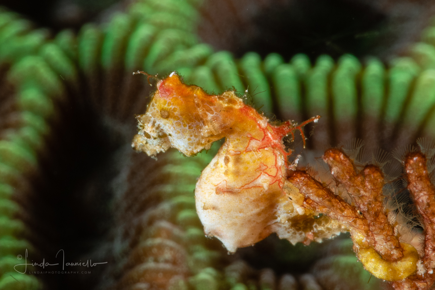 Pontohi's Pygmy Seahorse - Hippocampus pontohi