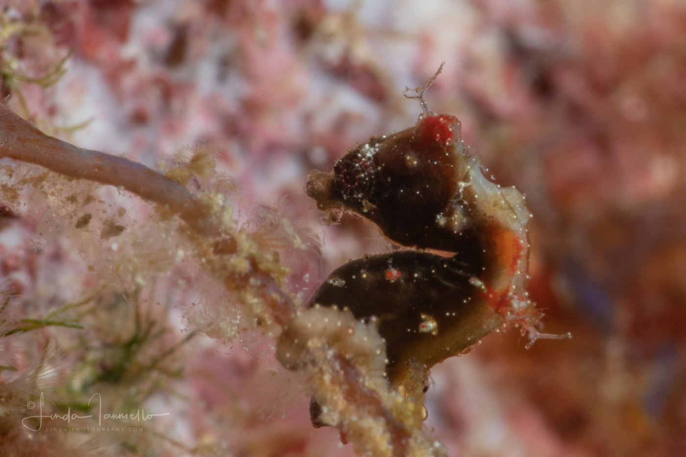 Pontohi's Pygmy Seahorse - Hippocampus pontohi