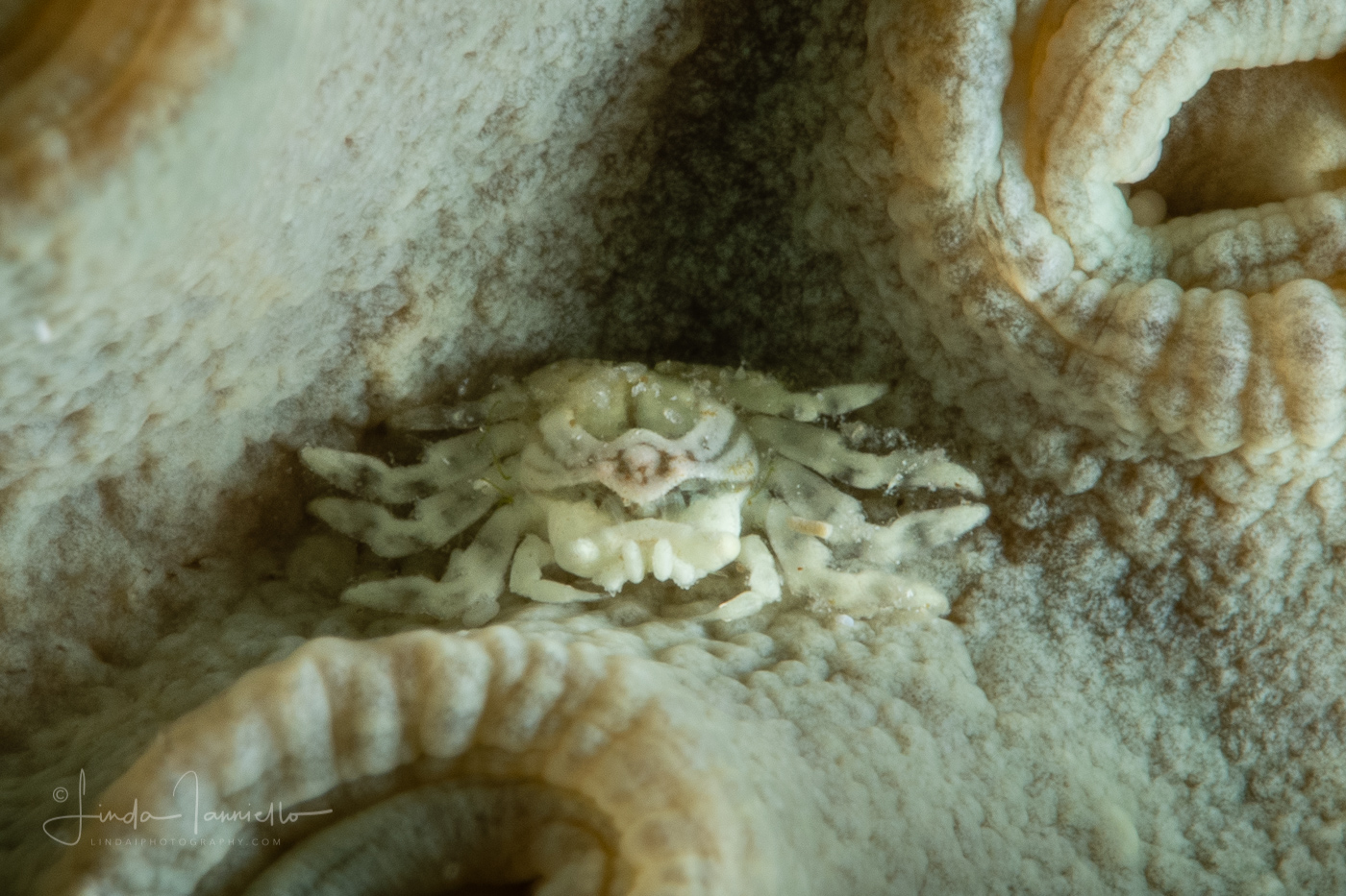 Tiny Gall Crab - Cryptochiridae