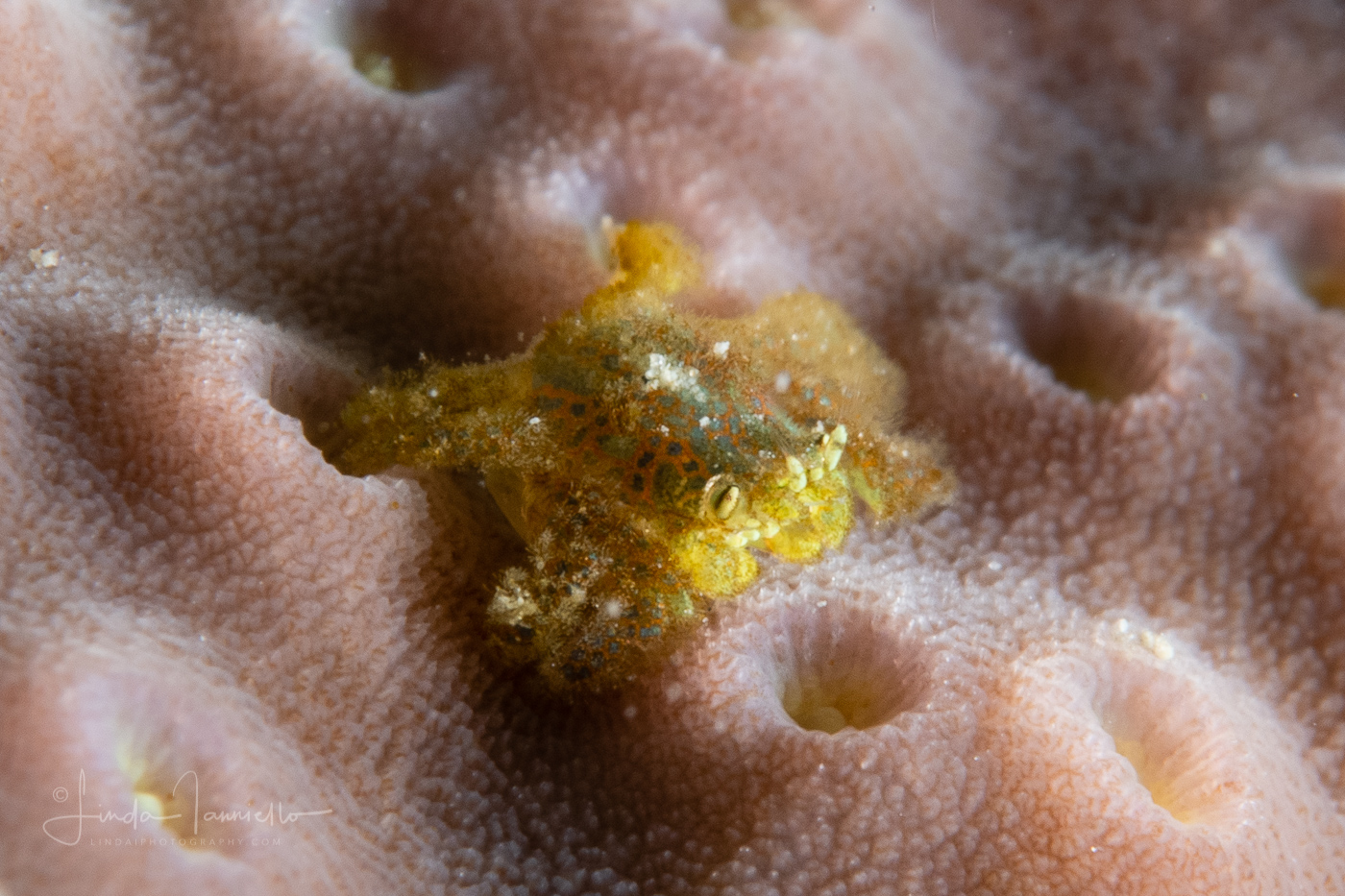 Tiny Gall Crab - Cryptochiridae