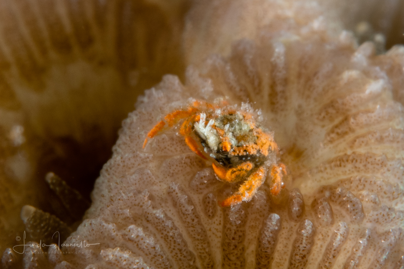Tiny Gall Crab - Cryptochiridae