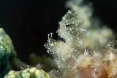 Algae Shrimp - Phycocaris simulans