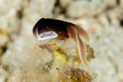 Chelidonura amoena
