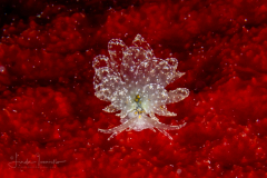 Cyerce bourbonica