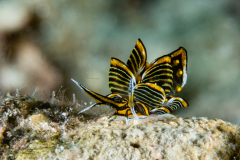 Cyerce nigra