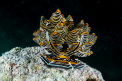 Cyerce nigra