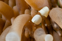 Egg Shell Shrimp - Hamopontonia corallicola
