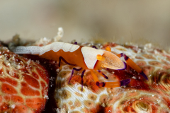 Emperor Shrimp - Zenopontonia rex