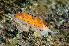 Favorinus tsuruganus