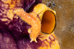 Flatworm