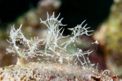 Melibe colemani