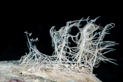 Melibe colemani
