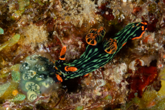 Nembrotha kubaryana