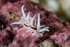 Okenia brunneomaculata