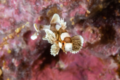 Oriental Sweetlips - Plectorhinchus vittatus - Juvenile