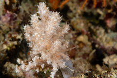 Phyllodesmium koehleri