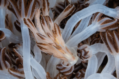 Phyllodesmium rudmani