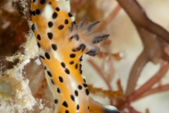 Polycera abei