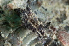 Polycera sp. 6 NSSI 2nd Edition