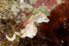 Pontohi's Pygmy Seahorse - Hippocampus pontohi