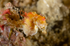 Pontohi's Pygmy Seahorse - Hippocampus pontohi