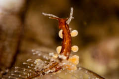 Protaeolidia juliae