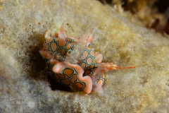 Sagaminopteron psychedelicum with a Shrimp'